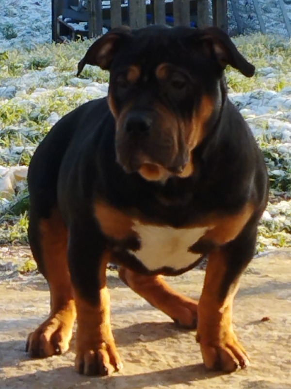 American Bully XL - For sale - Preeders