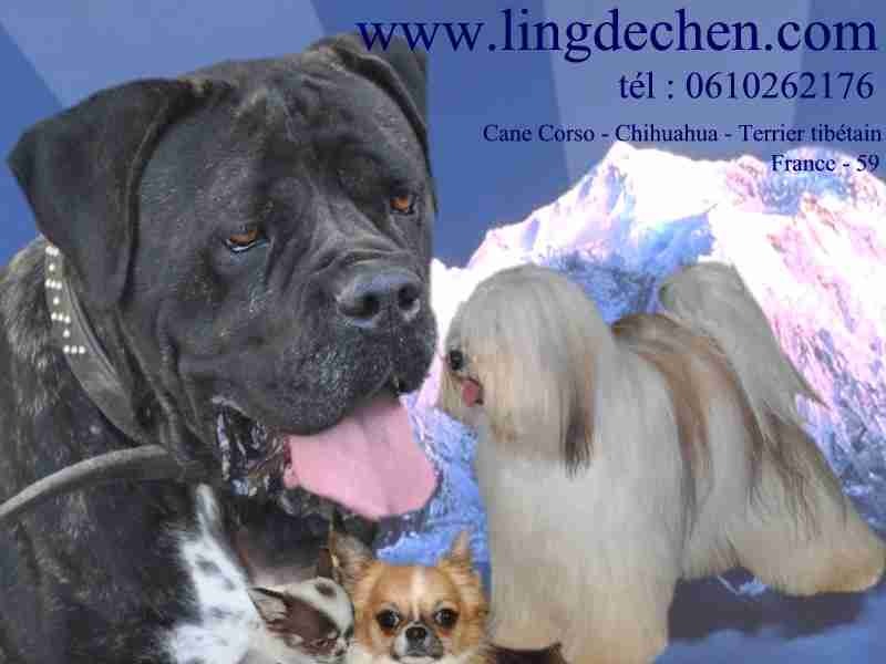 Élevage Ling Dechen -  of Tibetan terrierbreeder - Preeders