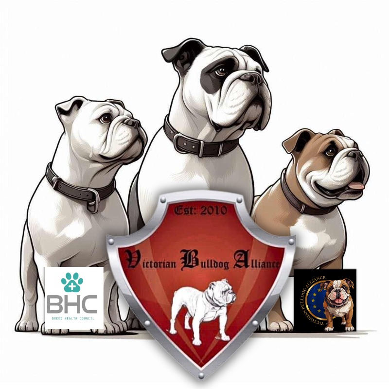 Victorian Bulldog Alliance Europe -  vanOld english bulldograsclub - Preeders
