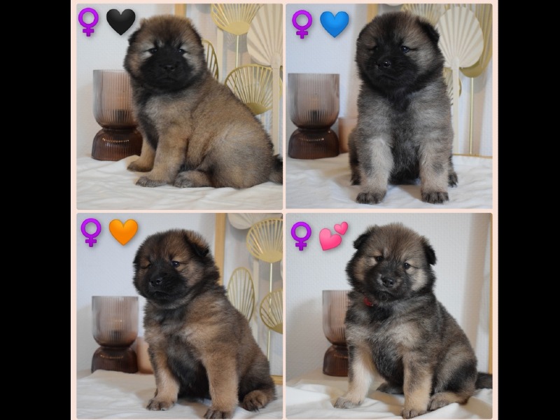 Eurasier pedigree puppy available for reservation. - For sale - Preeders