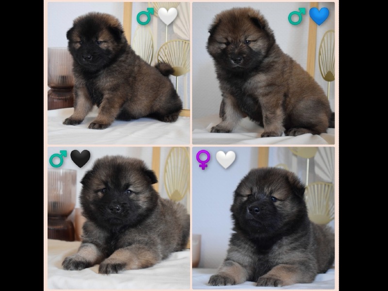 Eurasier pedigree puppy available for reservation. - Elevage de Leyristone