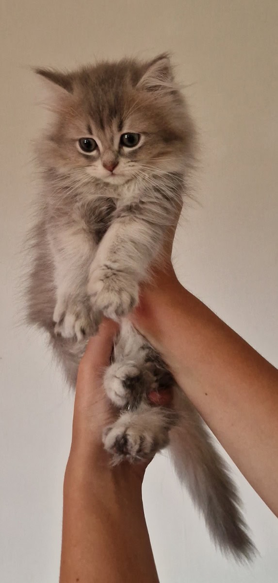 Chaton british longhair - À vendre - Preeders