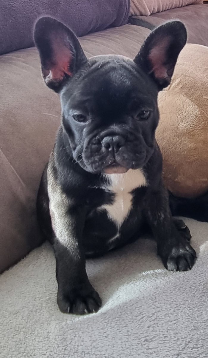 French bulldog puppy with pedigree. - For sale - Preeders