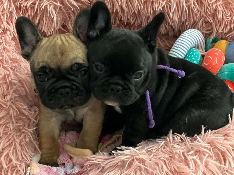 French Bulldog puppies with pedigree. - For sale - Preeders