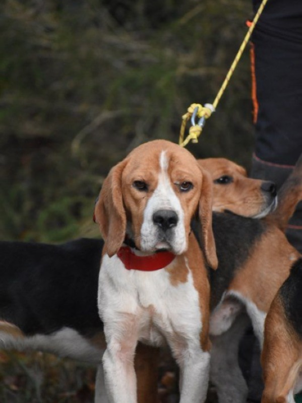 Puppy Beagles tricolores en citroengeel LOF. - De l'écho des contrées celtiques 