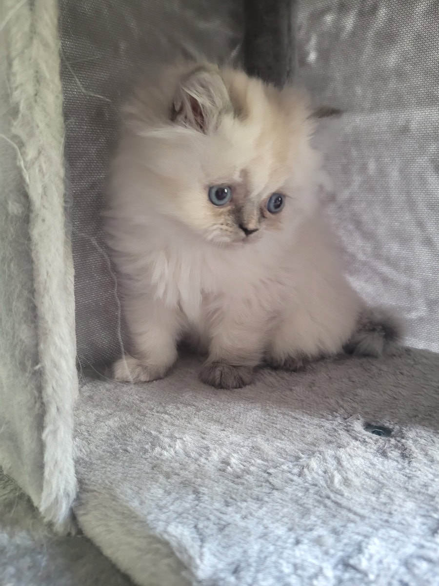 Adorable Persian kittens - For sale - Preeders