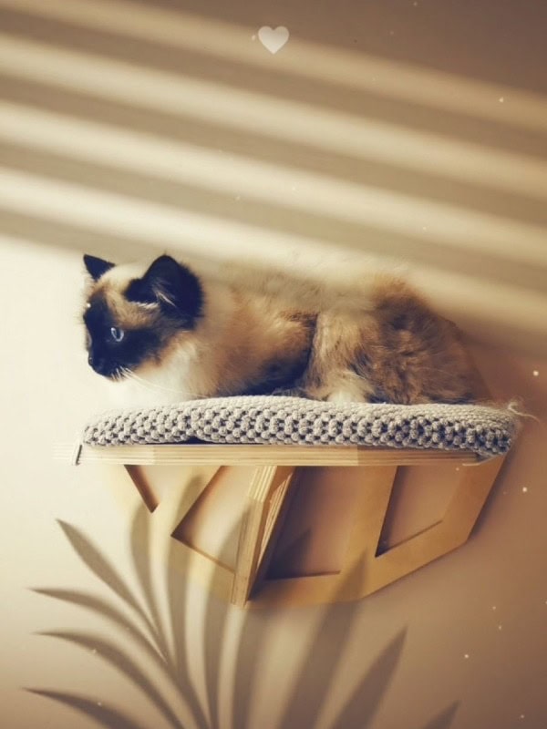 Au chat dort -  of Birmanbreeder - Preeders