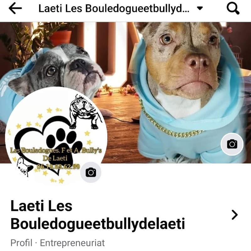 Les Bouledogues F. Et A. Bully's de Laeti 