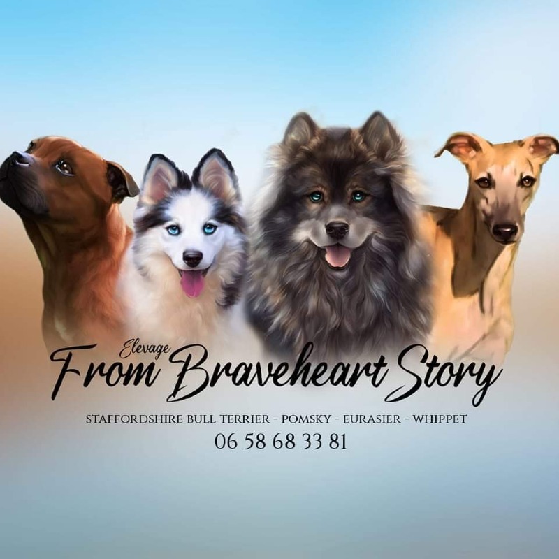 From Braveheart Story -  of Staffordshire bull terrierbreeder - Preeders