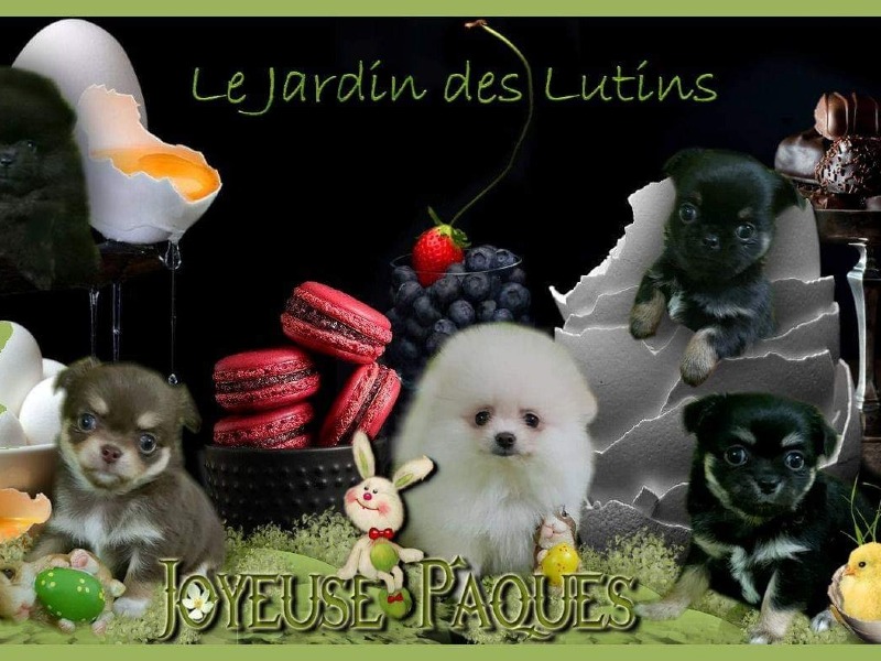 Earl du Jardin des Lutins -  von Chihuahuazüchterin - Preeders
