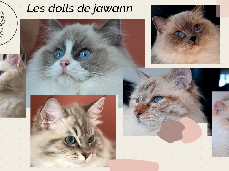 Les Dolls De Jawann -  van Ragdollfokker - Preeders