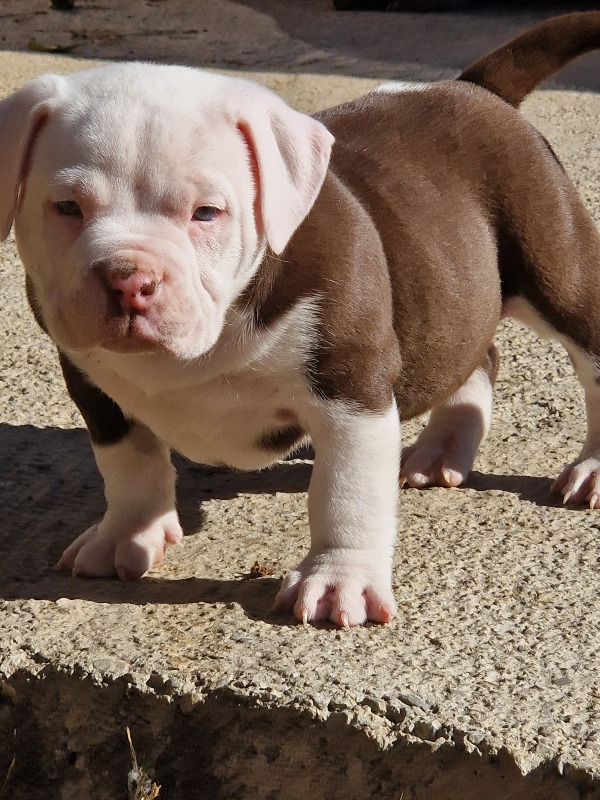 Bully puppies - For sale - Preeders