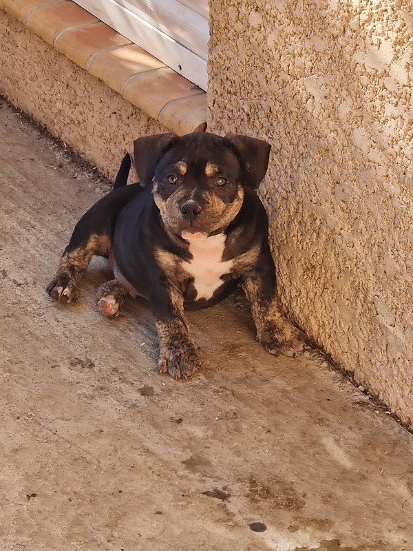 Male pocket bully puppy. - For sale - Preeders