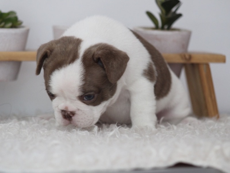 Female French bulldog for sale. - For sale - Preeders