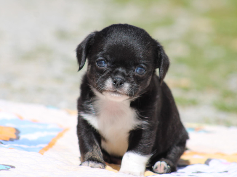 Beautiful Chihuahua puppies for reservation - South connection Bulls Camp 