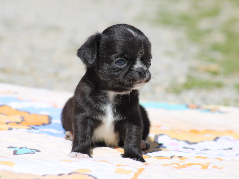 Beautiful Chihuahua puppies for reservation - South connection Bulls Camp 