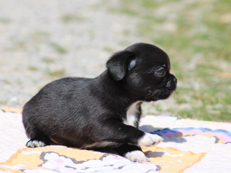 Beautiful Chihuahua puppies for reservation - For sale - Preeders