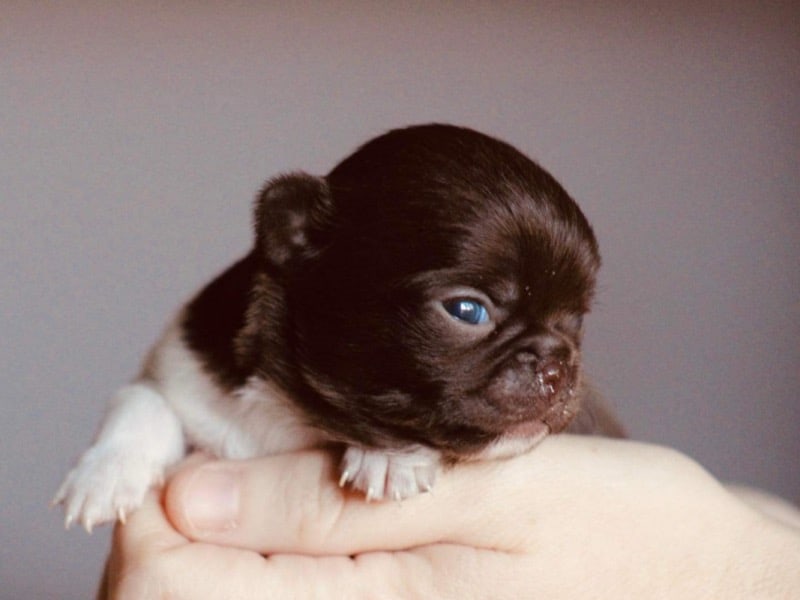 For sale: Blue and chocolate Chihuahua. - For sale - Preeders