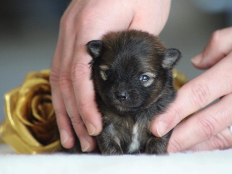 Pomeranian puppies for sale - Father is a multi champion. - For sale - Preeders