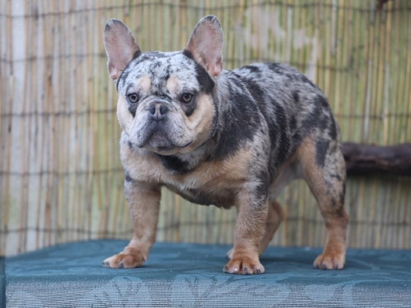 Sporgenza Bouledogue Francese Silver Merle Tan - South connection Bulls Camp 