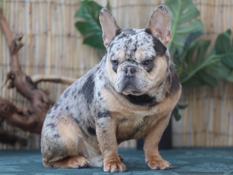 Sporgenza Bouledogue Francese Silver Merle Tan - South connection Bulls Camp 