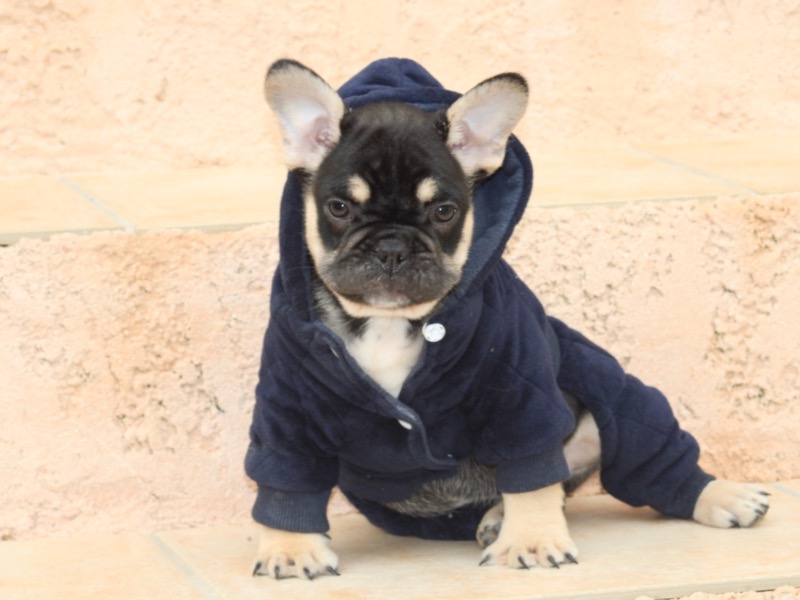 Male black and tan French Bulldog. - For sale - Preeders