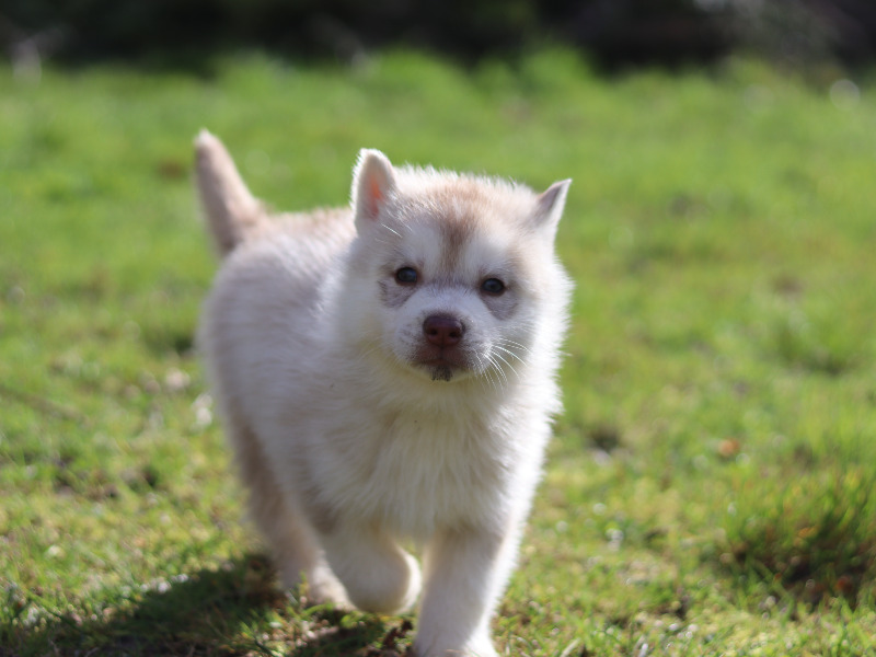 LOF HUSKY puppies - For sale - Preeders
