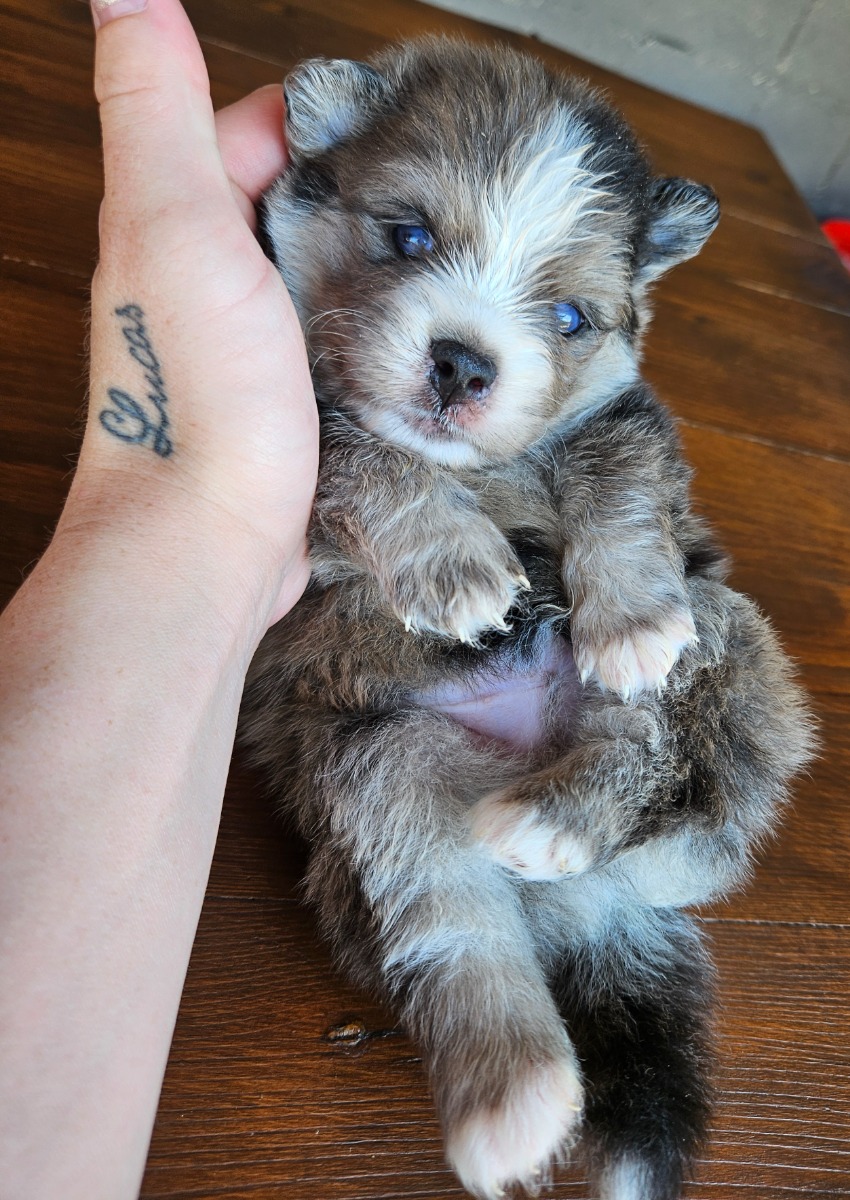 Pomsky puppies - For sale - Preeders