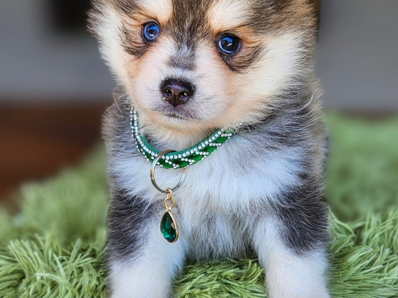 Pomsky puppies F3 - The happy dogs