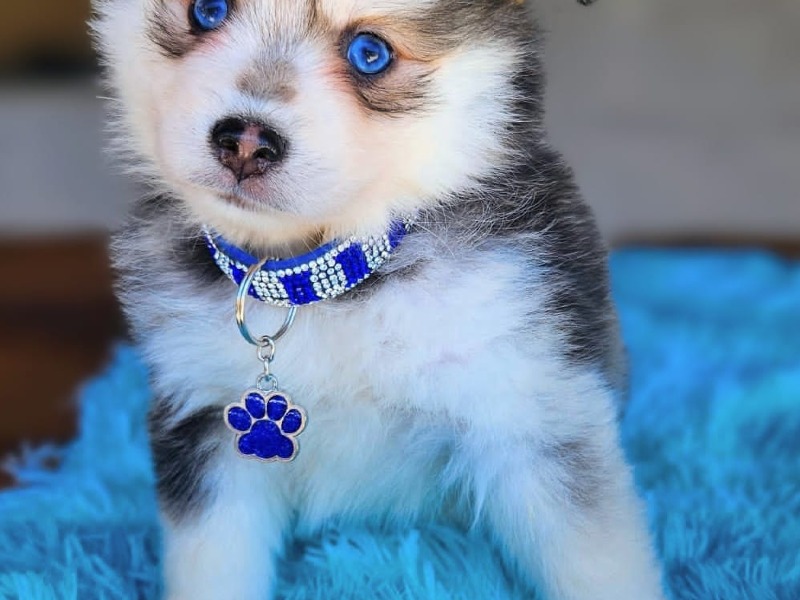 Pomsky puppies F3 - For sale - Preeders