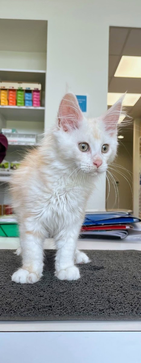 Zeus chaton de 3 mois - À vendre - Preeders