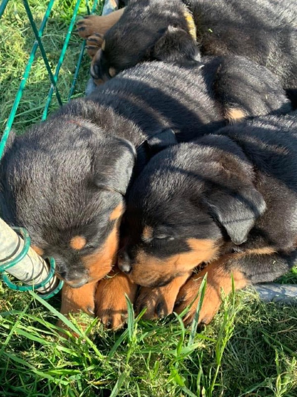 LOF Rottweiler puppies for reservation - For sale - Preeders