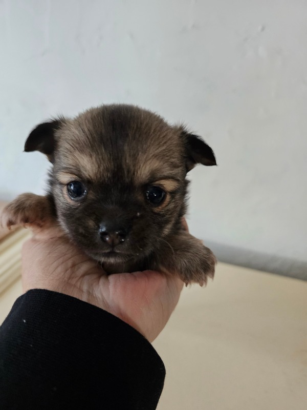 Long-haired chihuahua puppies. - For sale - Preeders