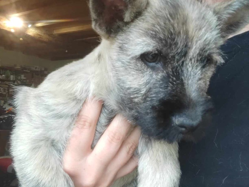 Male Cairn Terrier puppies - For sale - Preeders