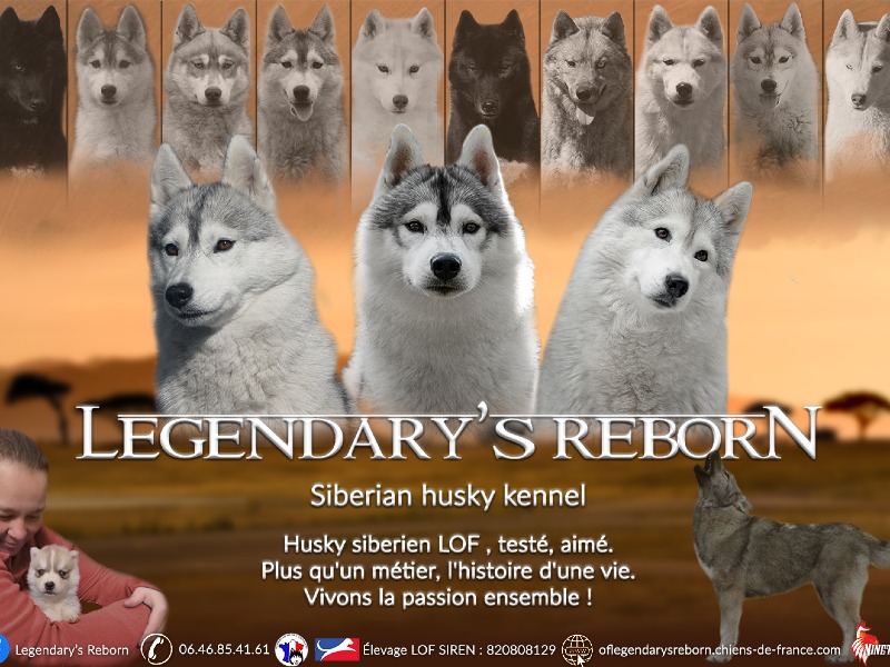 Legendary's Reborn - Éleveuse de Husky sibérien - Preeders