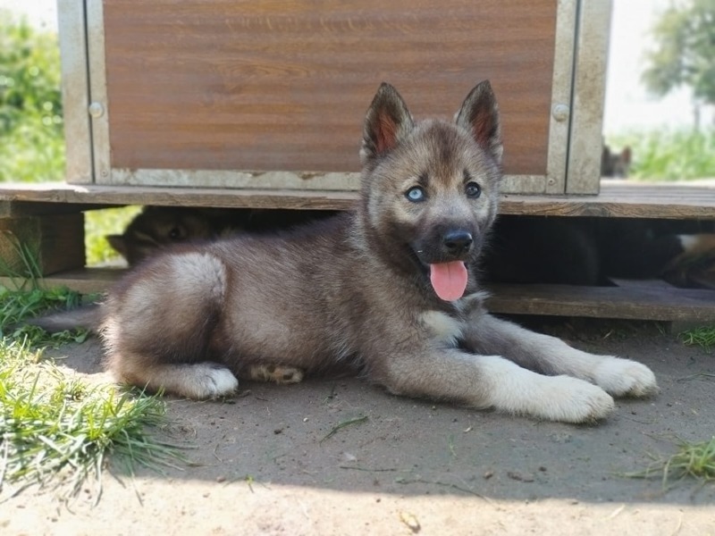 Very cute LOF Husky puppy from tested parents. - For sale - Preeders