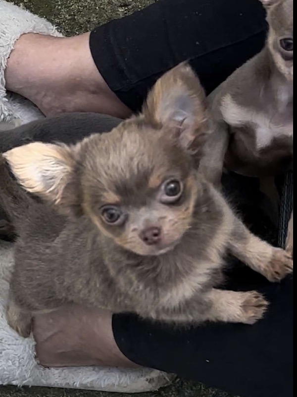 For sale beautiful colored Chihuahua - For sale - Preeders