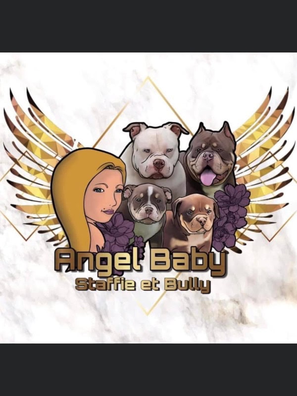 Angel baby staffie 