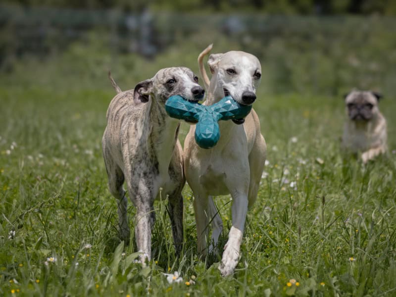 Zilcis -  of Whippetbreeder - Preeders