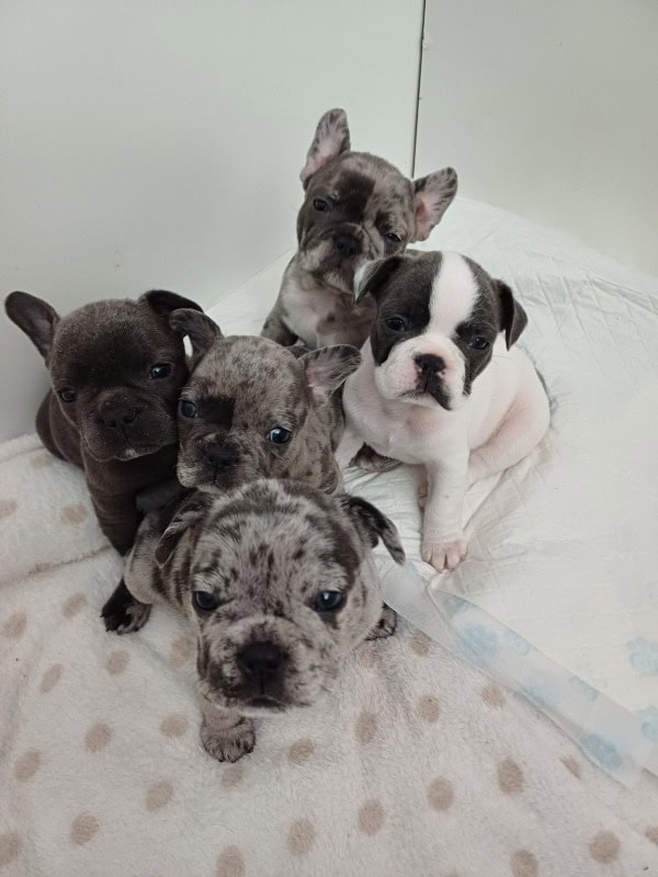 Les Rubis de Stella -  of French bulldogbreeder - Preeders