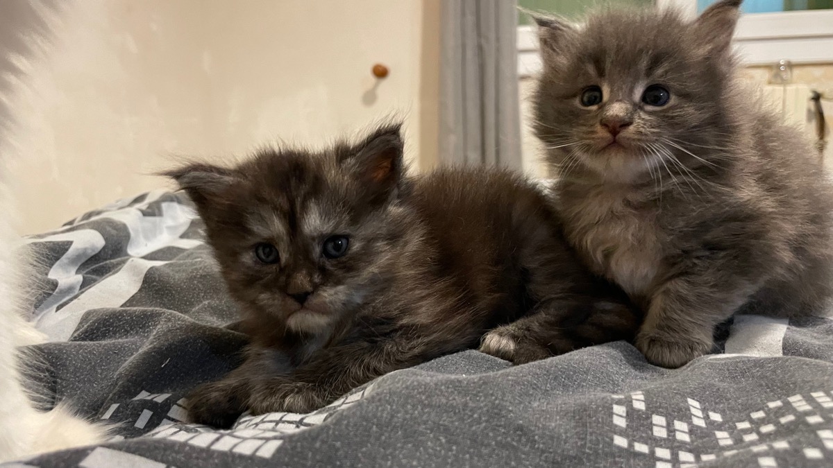 Maine Coon Loof à réserver - À vendre - Preeders