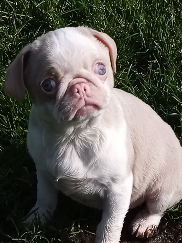 Exotic pug - For sale - Preeders