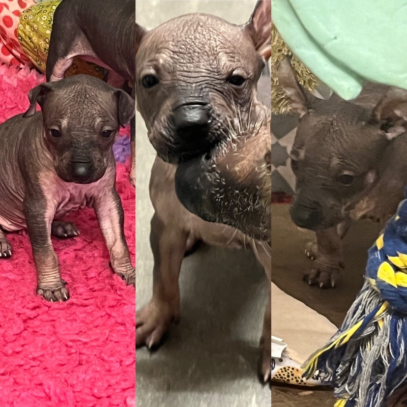 Mexican Hairless Puppy - Élevage Les Hairless Des Dombes