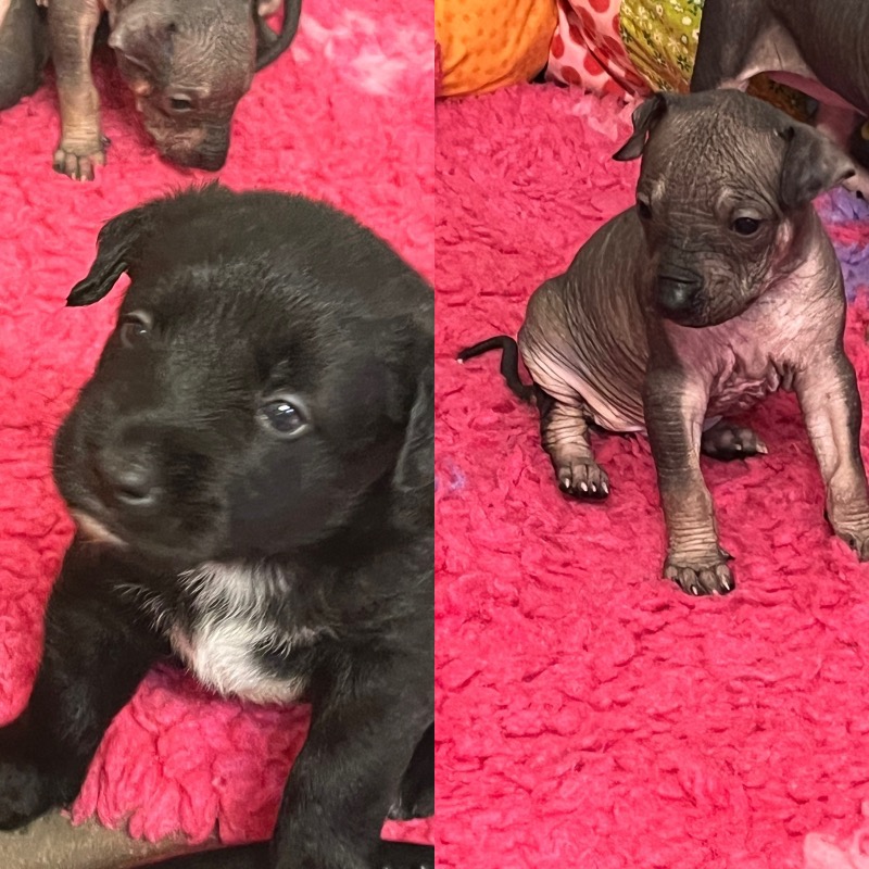 Mexican Hairless Puppy - For sale - Preeders