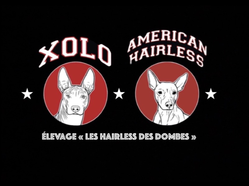 Élevage Les Hairless Des Dombes -  van Mexicaanse naakthondfokker - Preeders
