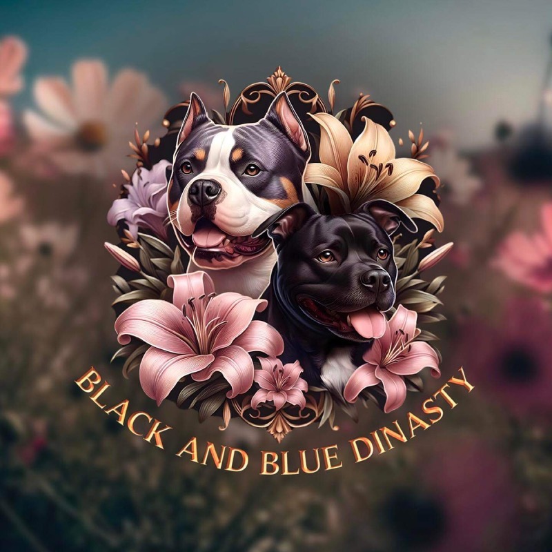 Black and blue dinasty -  of Staffordshire bull terrierbreeder - Preeders