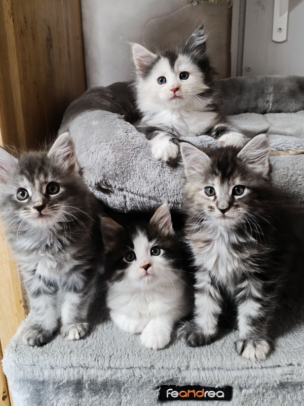 Maine coon pedigree kittens for sale - Chatterie du Loup d'Orcoon