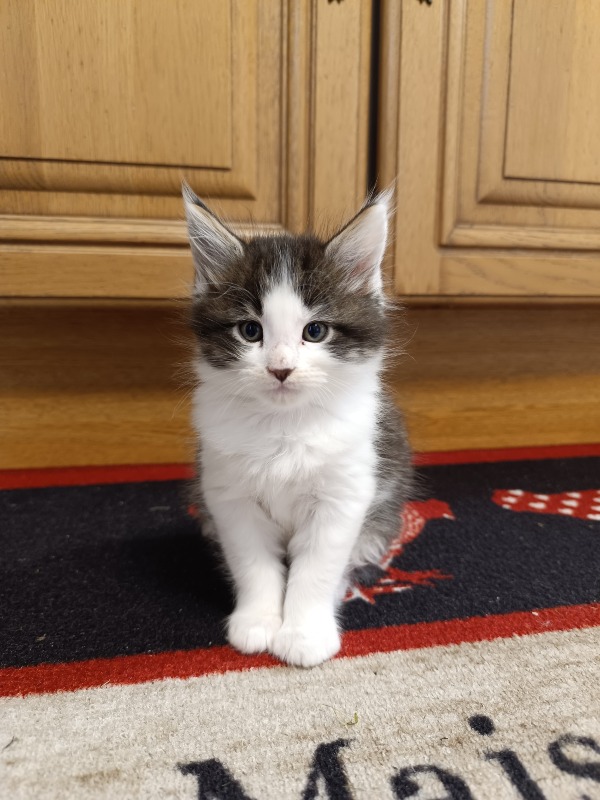 Maine coon pedigree kittens for sale - For sale - Preeders