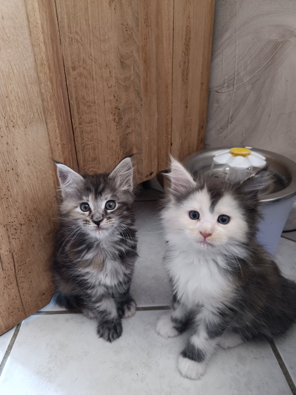 Maine coon pedigree kittens for sale - Chatterie du Loup d'Orcoon