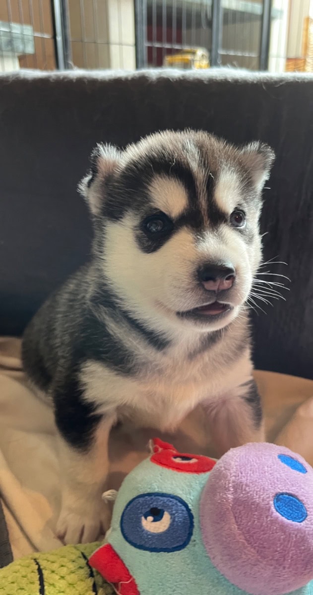 Husky de Sibérie LOF - À vendre - Preeders